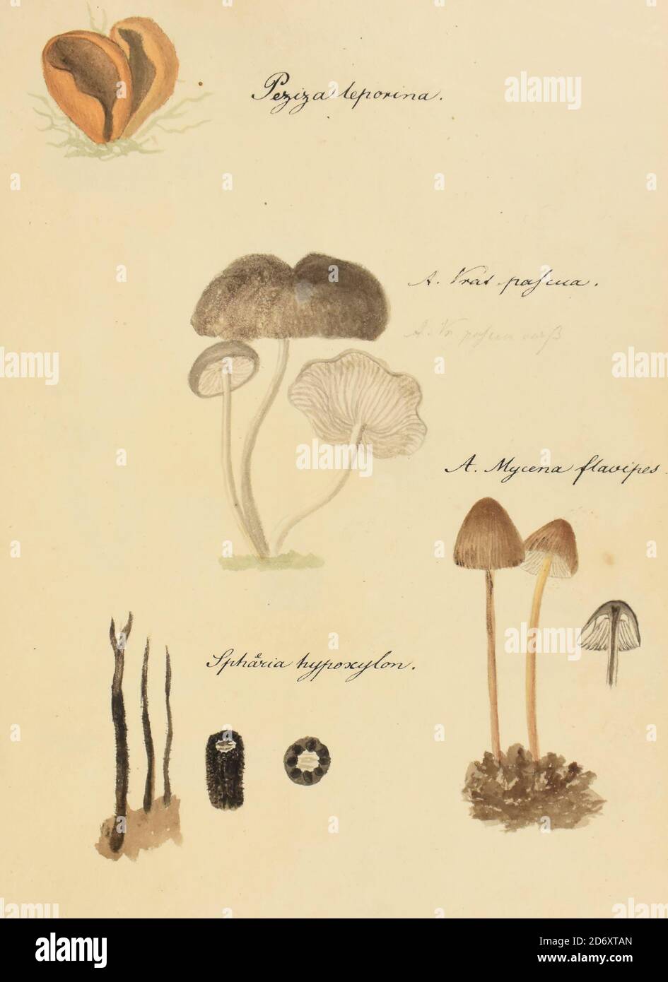 Illustration peinte à la main de champignons nord-américains du livre 'Icones fungorum Niskiensium' de Schweinitz, Lewis David von, 1780-1834 Date de publication 1805. Lewis David de Schweinitz (13 février 1780 – 8 février 1834) est un botaniste et mycologue germano-américain. Il est considéré par certains le « Père de la Mycologie nord-américaine », mais a également apporté des contributions importantes à la botanique. Banque D'Images