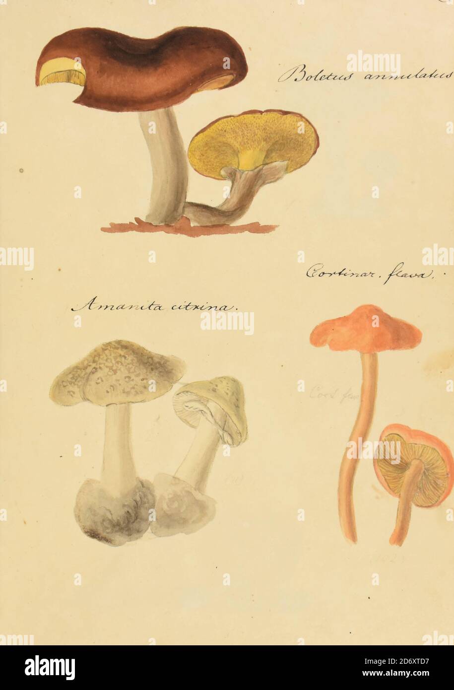 Illustration peinte à la main de champignons nord-américains du livre 'Icones fungorum Niskiensium' de Schweinitz, Lewis David von, 1780-1834 Date de publication 1805. Lewis David de Schweinitz (13 février 1780 – 8 février 1834) est un botaniste et mycologue germano-américain. Il est considéré par certains le « Père de la Mycologie nord-américaine », mais a également apporté des contributions importantes à la botanique. Banque D'Images