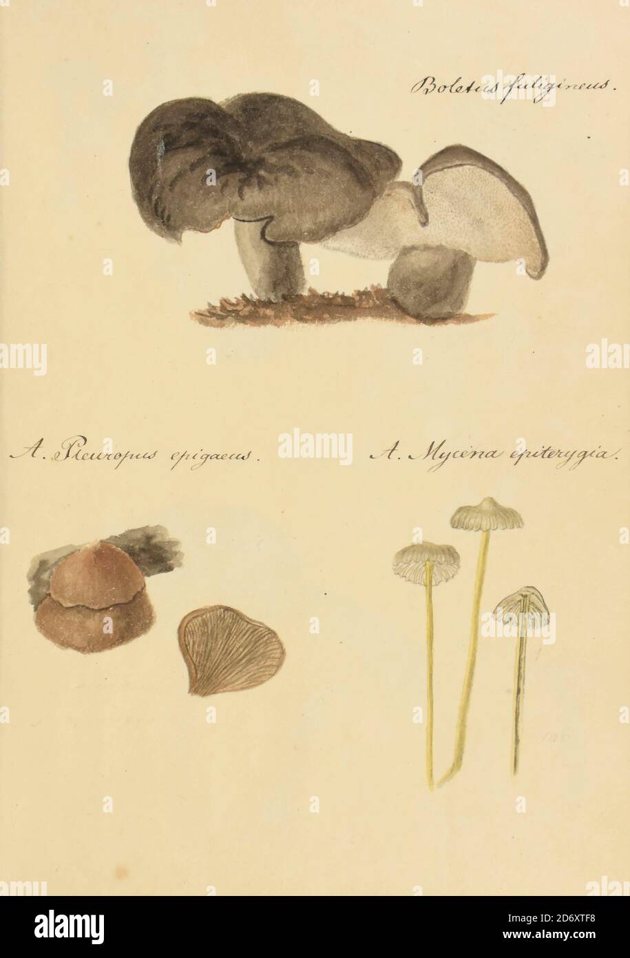 Illustration peinte à la main de champignons nord-américains du livre 'Icones fungorum Niskiensium' de Schweinitz, Lewis David von, 1780-1834 Date de publication 1805. Lewis David de Schweinitz (13 février 1780 – 8 février 1834) est un botaniste et mycologue germano-américain. Il est considéré par certains le « Père de la Mycologie nord-américaine », mais a également apporté des contributions importantes à la botanique. Banque D'Images