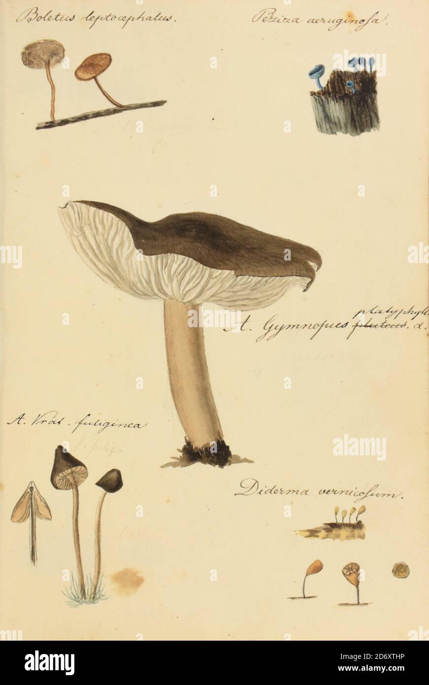 Illustration peinte à la main de champignons nord-américains du livre 'Icones fungorum Niskiensium' de Schweinitz, Lewis David von, 1780-1834 Date de publication 1805. Lewis David de Schweinitz (13 février 1780 – 8 février 1834) est un botaniste et mycologue germano-américain. Il est considéré par certains le « Père de la Mycologie nord-américaine », mais a également apporté des contributions importantes à la botanique. Banque D'Images