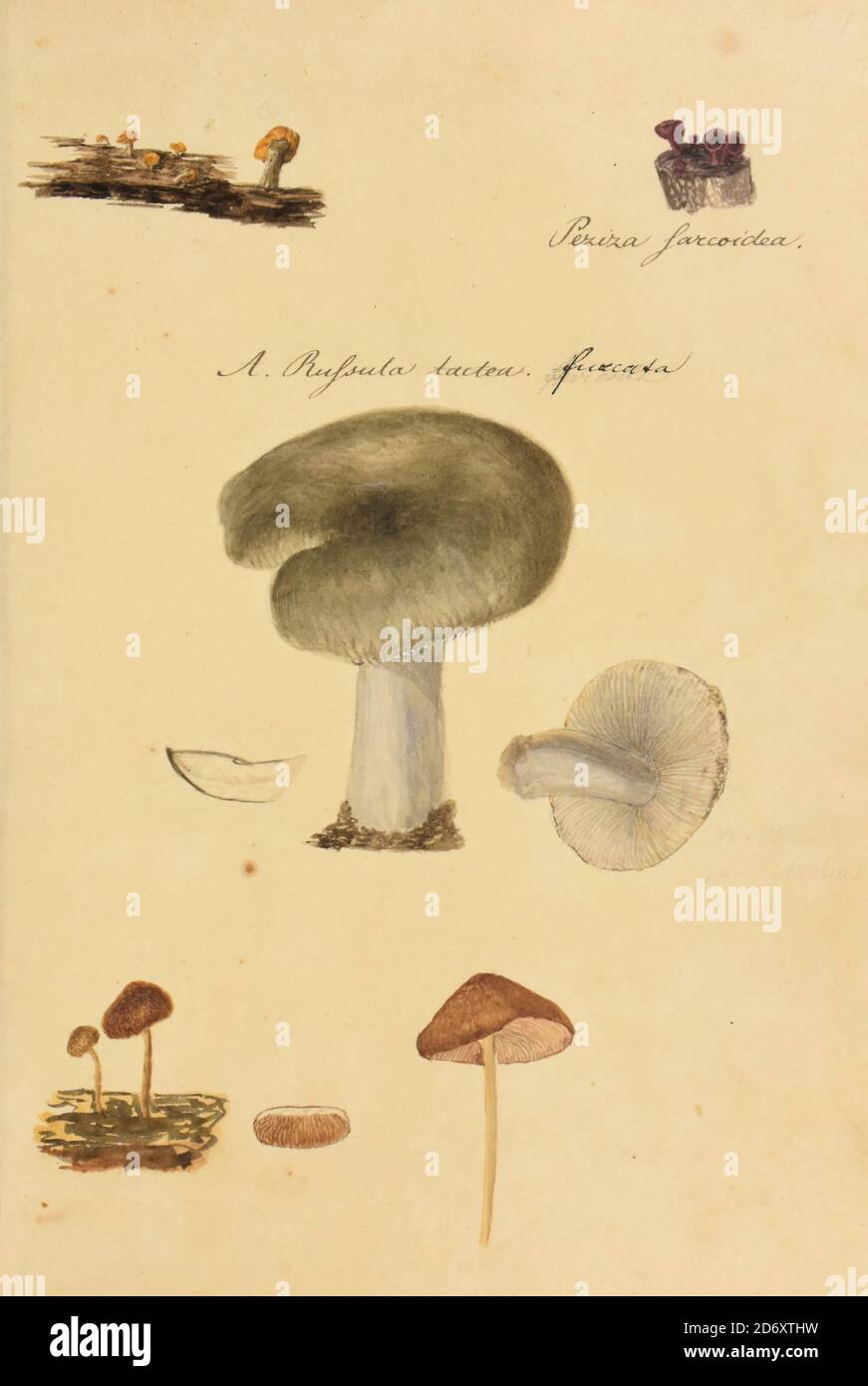 Illustration peinte à la main de champignons nord-américains du livre 'Icones fungorum Niskiensium' de Schweinitz, Lewis David von, 1780-1834 Date de publication 1805. Lewis David de Schweinitz (13 février 1780 – 8 février 1834) est un botaniste et mycologue germano-américain. Il est considéré par certains le « Père de la Mycologie nord-américaine », mais a également apporté des contributions importantes à la botanique. Banque D'Images