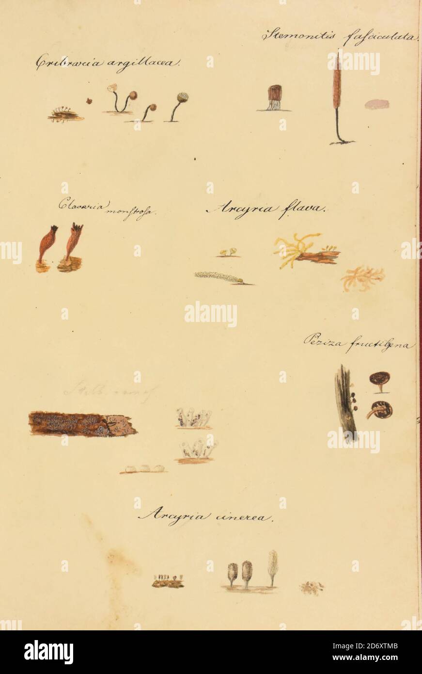 Illustration peinte à la main de champignons nord-américains du livre 'Icones fungorum Niskiensium' de Schweinitz, Lewis David von, 1780-1834 Date de publication 1805. Lewis David de Schweinitz (13 février 1780 – 8 février 1834) est un botaniste et mycologue germano-américain. Il est considéré par certains le « Père de la Mycologie nord-américaine », mais a également apporté des contributions importantes à la botanique. Banque D'Images