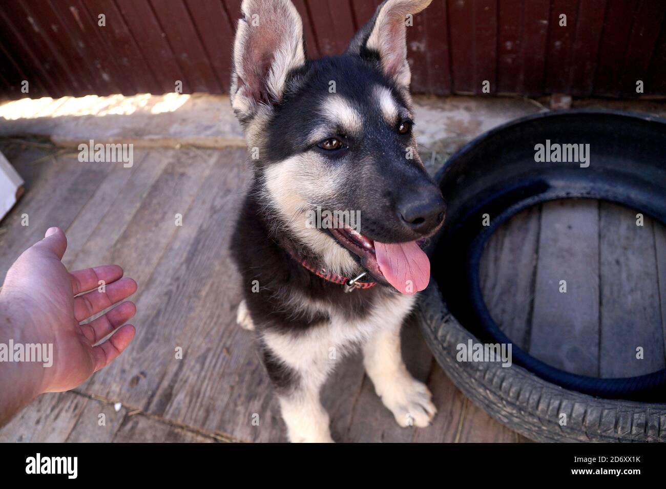 Jeune chiot de race brebis-chien d'Europe de l'est Banque D'Images