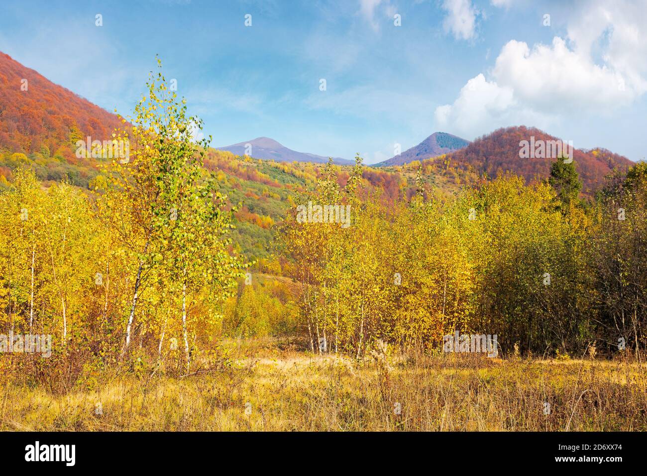 forêt de bouleau sur la colline. magnifique paysage d'automne des montagnes carpathes. paysage lumineux et vif dans les couleurs de l'automne. temps ensoleillé avec des nuages moelleux Banque D'Images