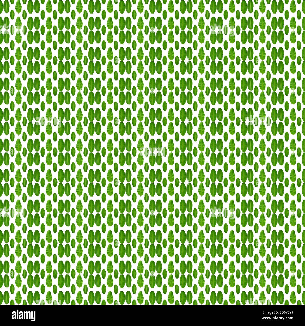Motif sans couture de feuilles de banane vertes sur fond blanc. Plantes concept de motif sans couture. Banque D'Images