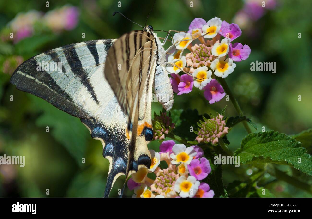 Le machaon de Papilio, la petite queue du Vieux monde, le gros papillon sur les fleurs de Lantana Camara en été, Grèce, Athènes Banque D'Images
