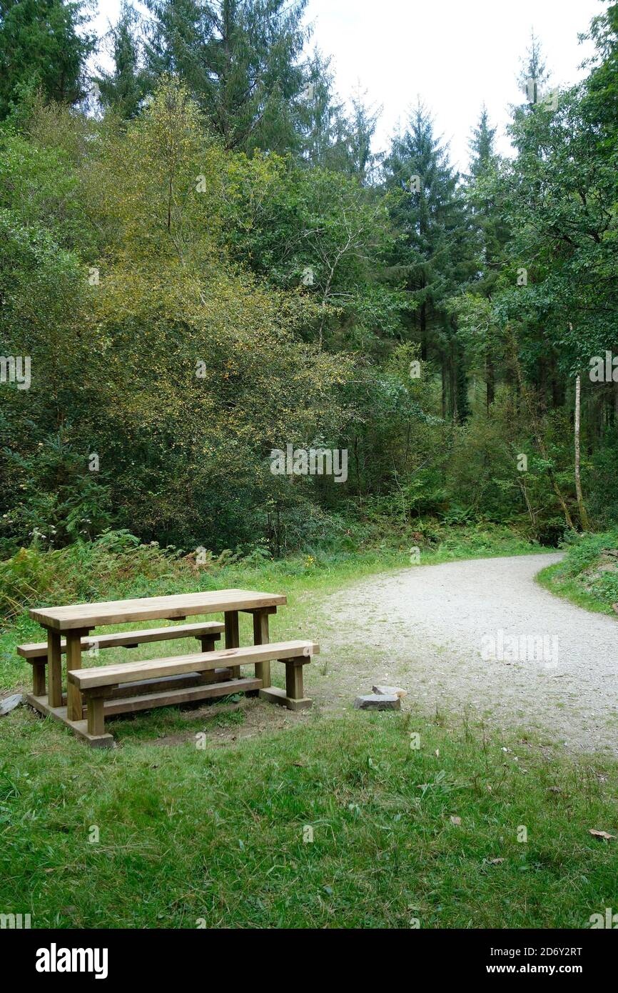 Cardinham Woods, Cornwall, Angleterre, Royaume-Uni en septembre Banque D'Images