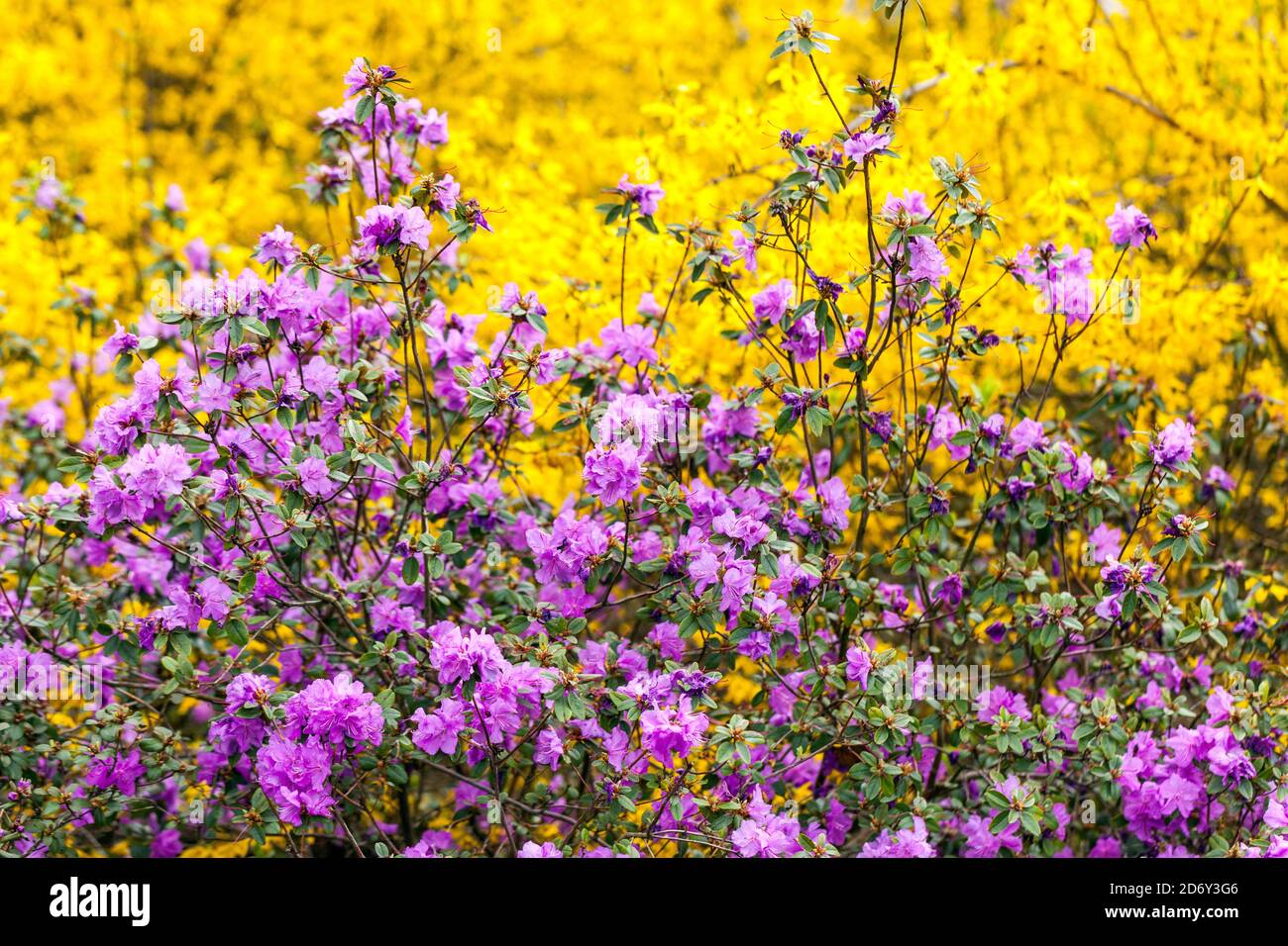 Arbustes de jardin de printemps jardin de printemps floraison Rhododendron dauricum, jardin avec arbustes arbustes fleurs de printemps Banque D'Images