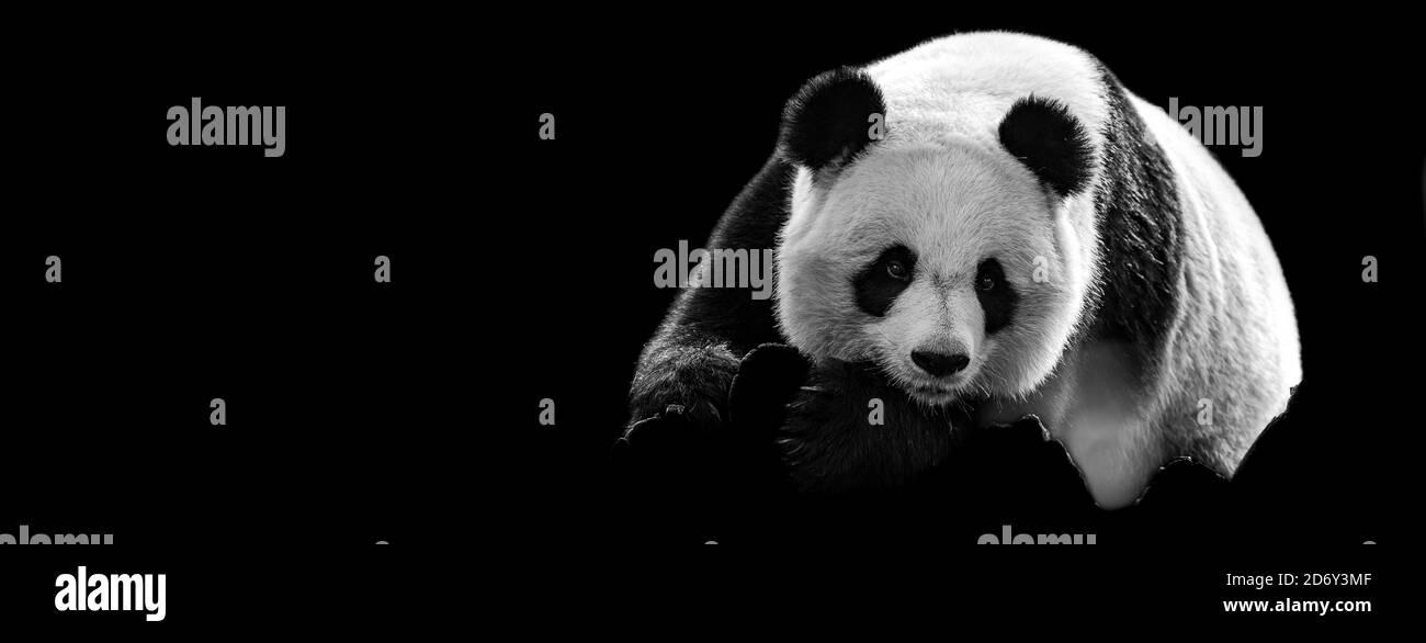 Modèle de Portrait de panda avec un fond noir Banque D'Images Modèle de Portrait de panda avec un fond noir Banque D'Images