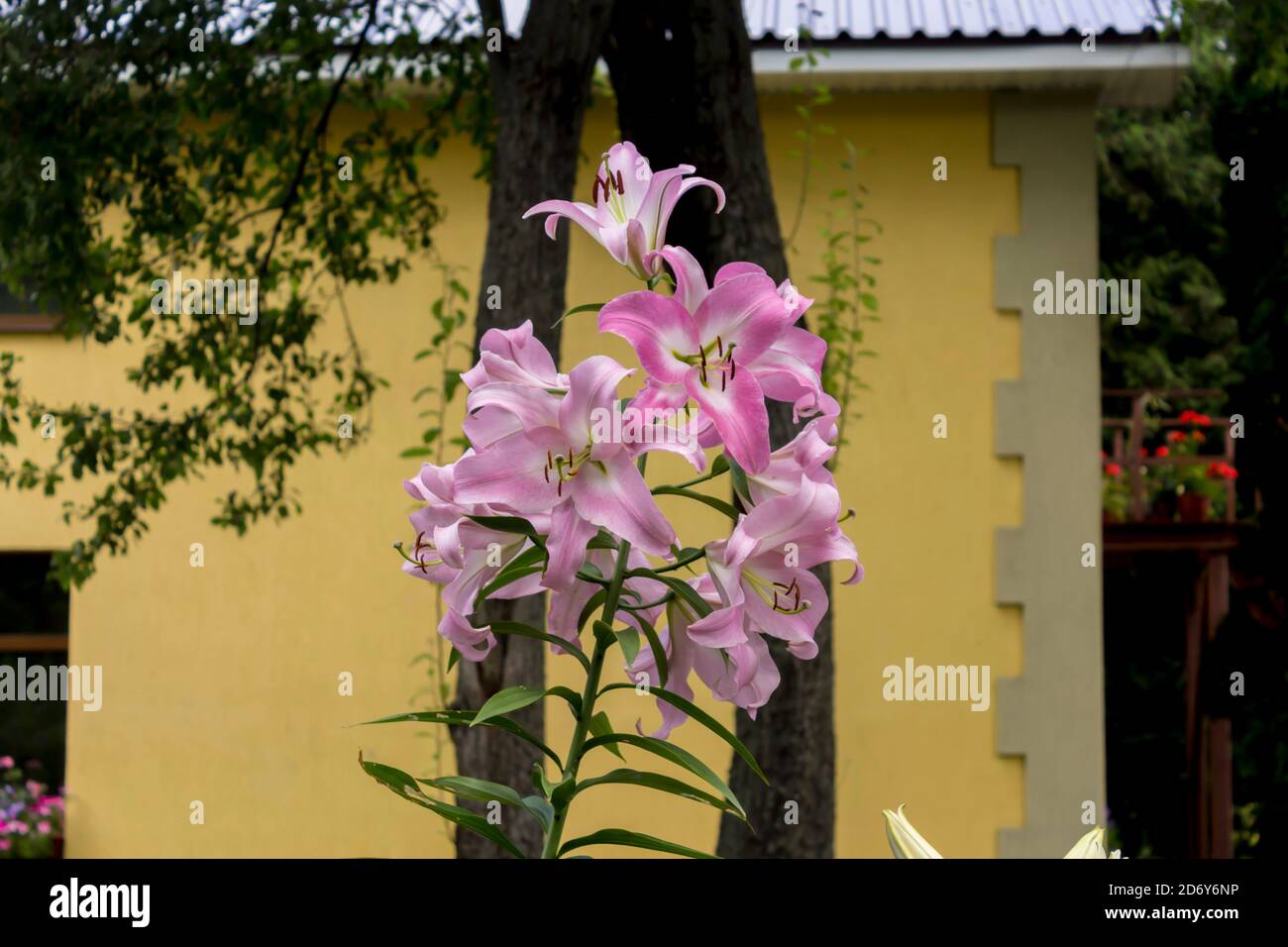 Inflorescence des lys violets ( Liliaceae) sur le fond des arbres et d'un mur jaune. Gros plan . Jardin botanique au milieu de l'été. Banque D'Images