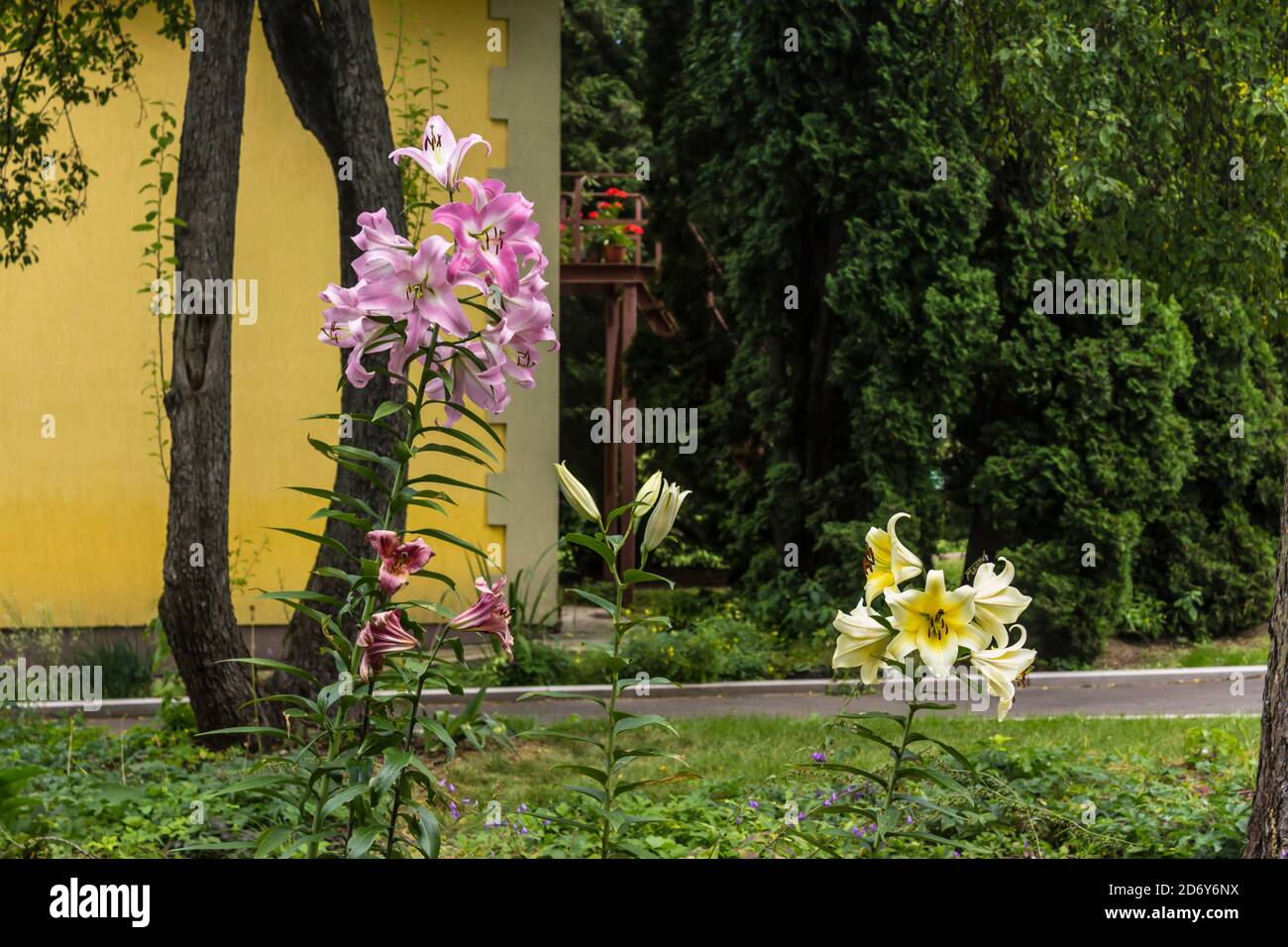 Inflorescence des lys pourpres et blancs ( Liliaceae) sur le fond des arbres et d'un mur jaune. Jardin botanique au milieu de l'été. Banque D'Images