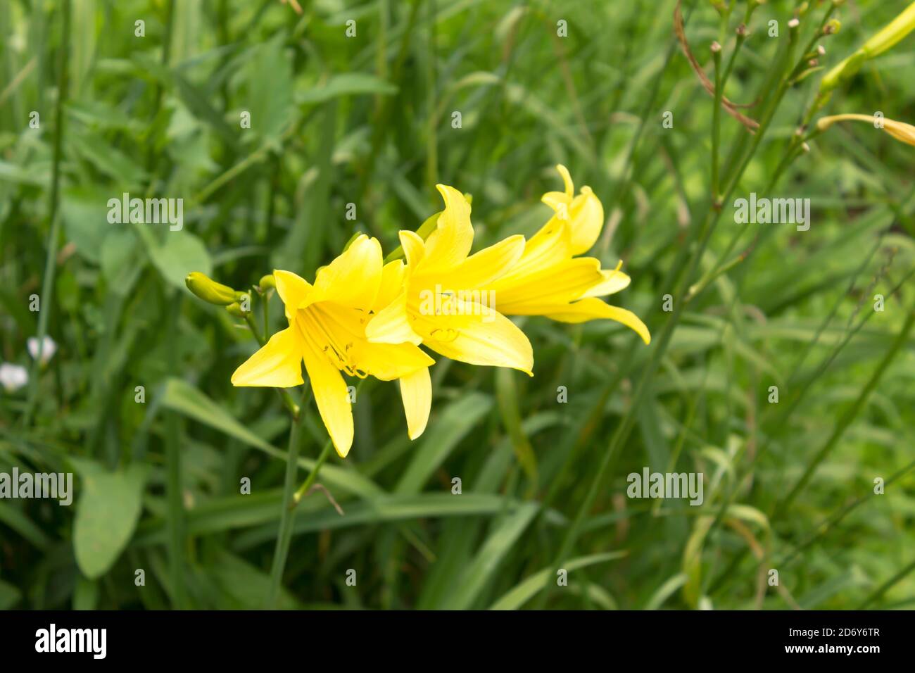 Trois daylilys jaunes ( Hemerocallis ) sur fond d'herbe verte . Gros plan . Jardin botanique au milieu de l'été. Banque D'Images