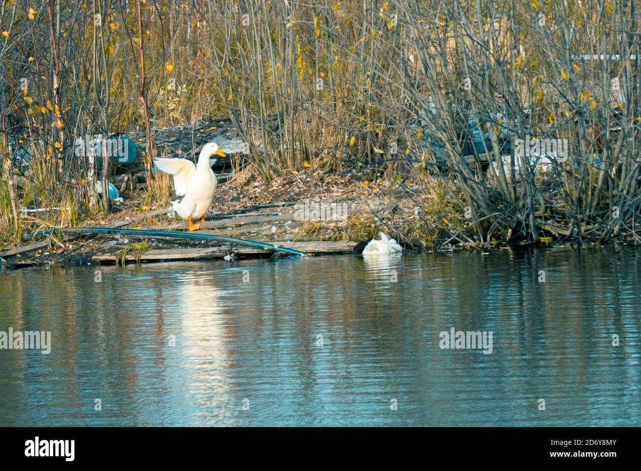 Un troupeau d'oies dans un lac forestier surcultivé avec bagues Banque D'Images