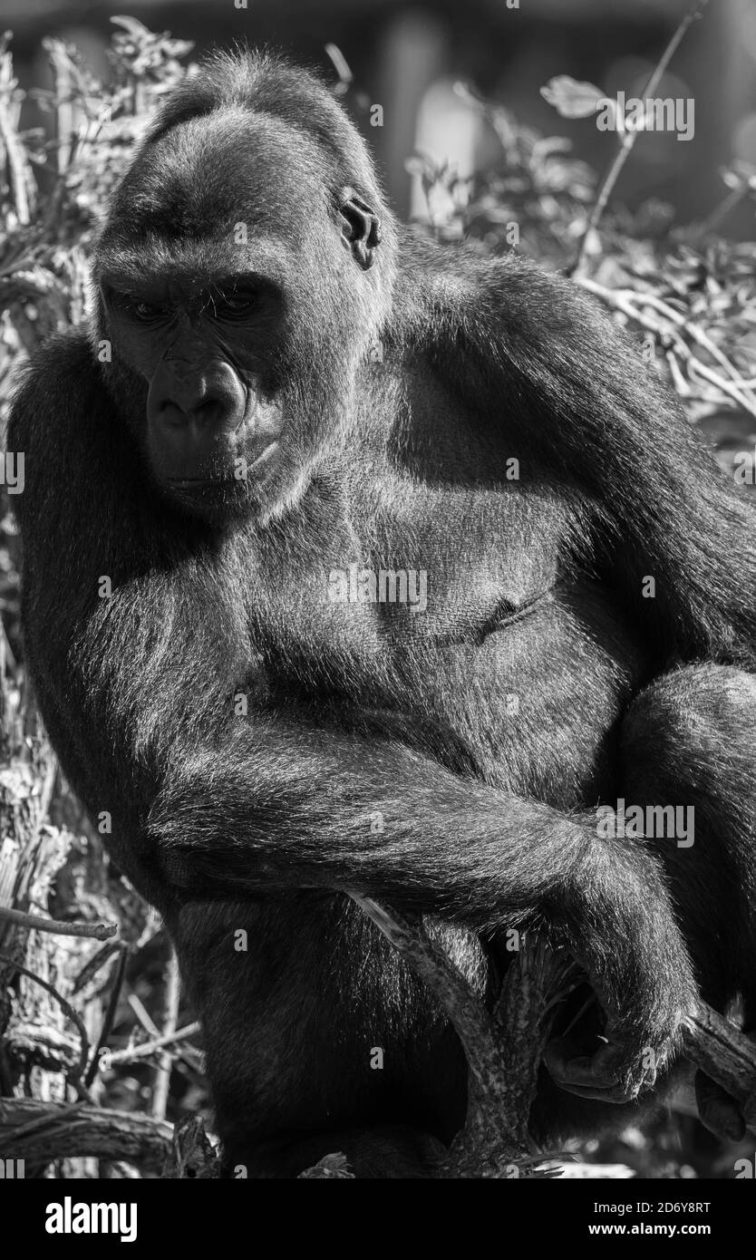 Adulte Gorilla de l'ouest des basses terres (Gorilla gorilla gorilla) captive Bristol Royaume-Uni. Août 2019 Banque D'Images