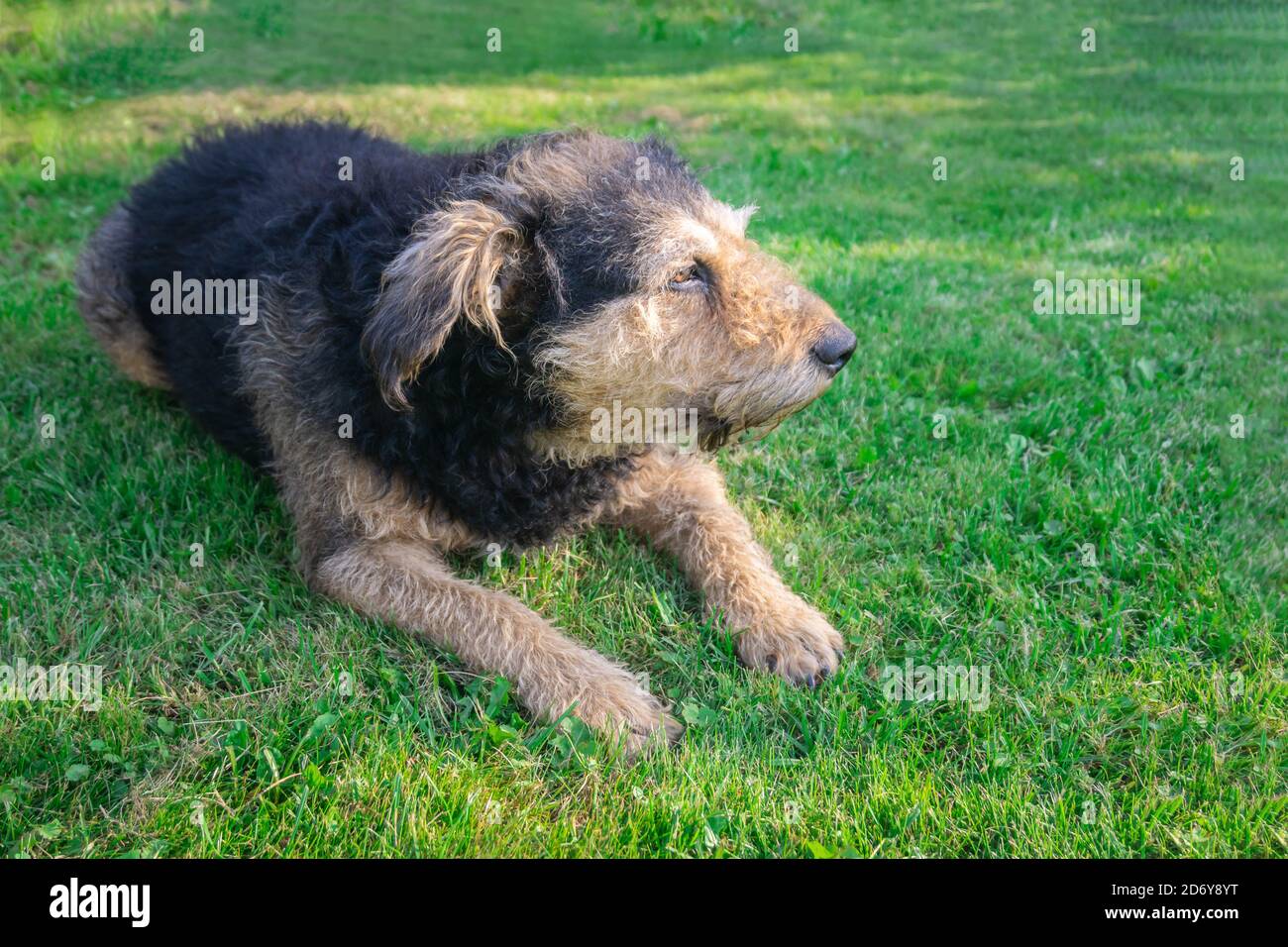 Chien senior couché sur l'herbe verte en plein soleil. Vieux chien reposant sur la pelouse. Mongrel Shaggy chien de détente sur la prairie. Banque D'Images
