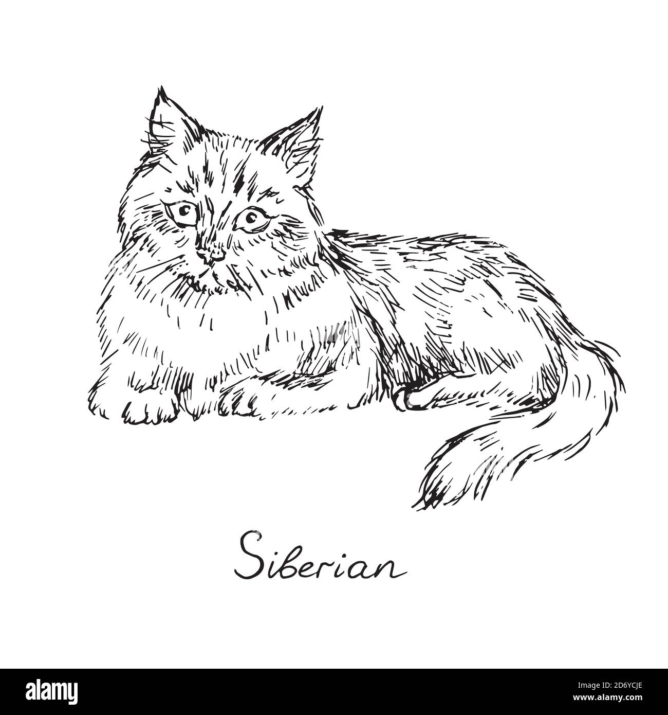 Chat Noir Et Blanc Dessin Banque D Image Et Photos Alamy