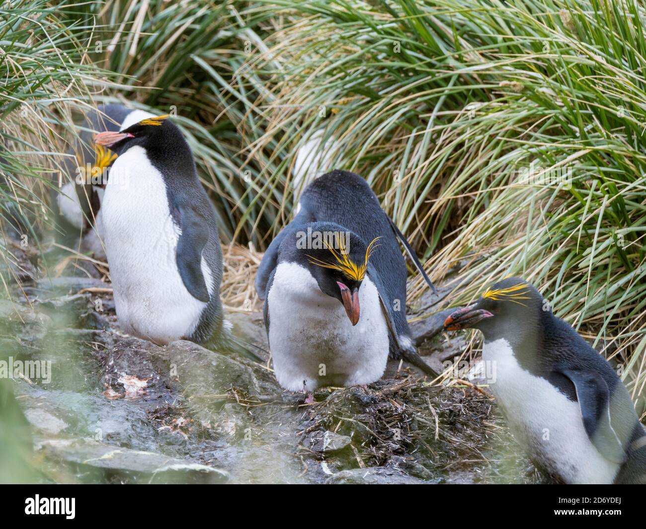 Manchot macaroni (Eudyptes chrysolophus), debout en colonie dans la toussouille dense typique. Antarctique, Subantarctica, Géorgie du Sud, octobre Banque D'Images