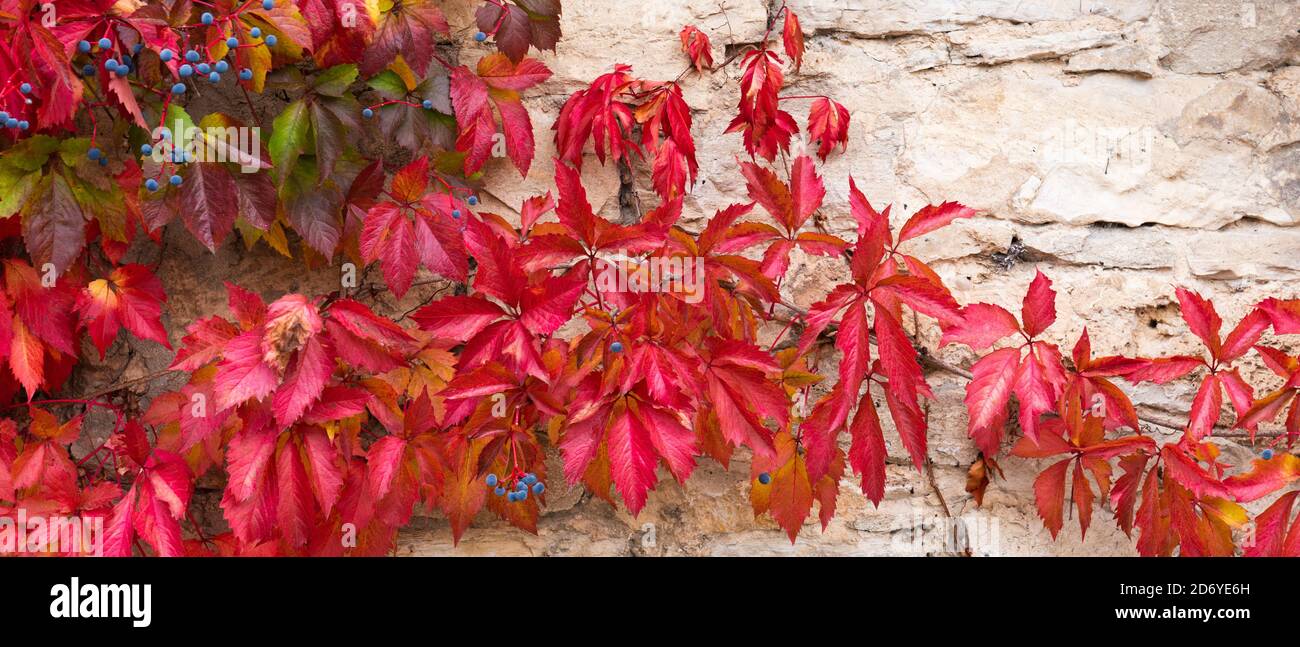 Panorama d'un super-réducteur de virginie rouge sur un mur blanc en automne Banque D'Images