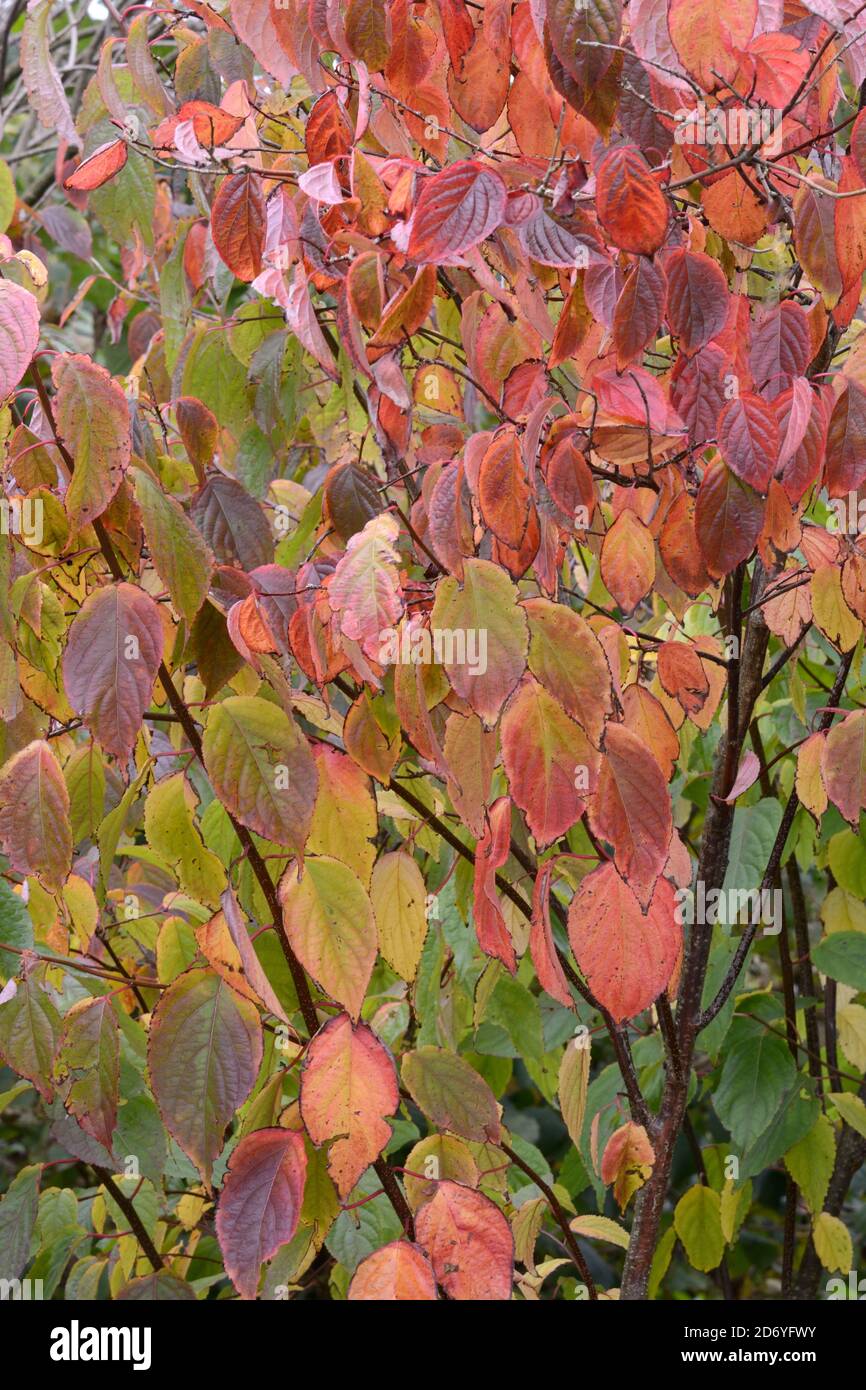 Dogwood Cornus sanguinea laisse à l'automne Banque D'Images