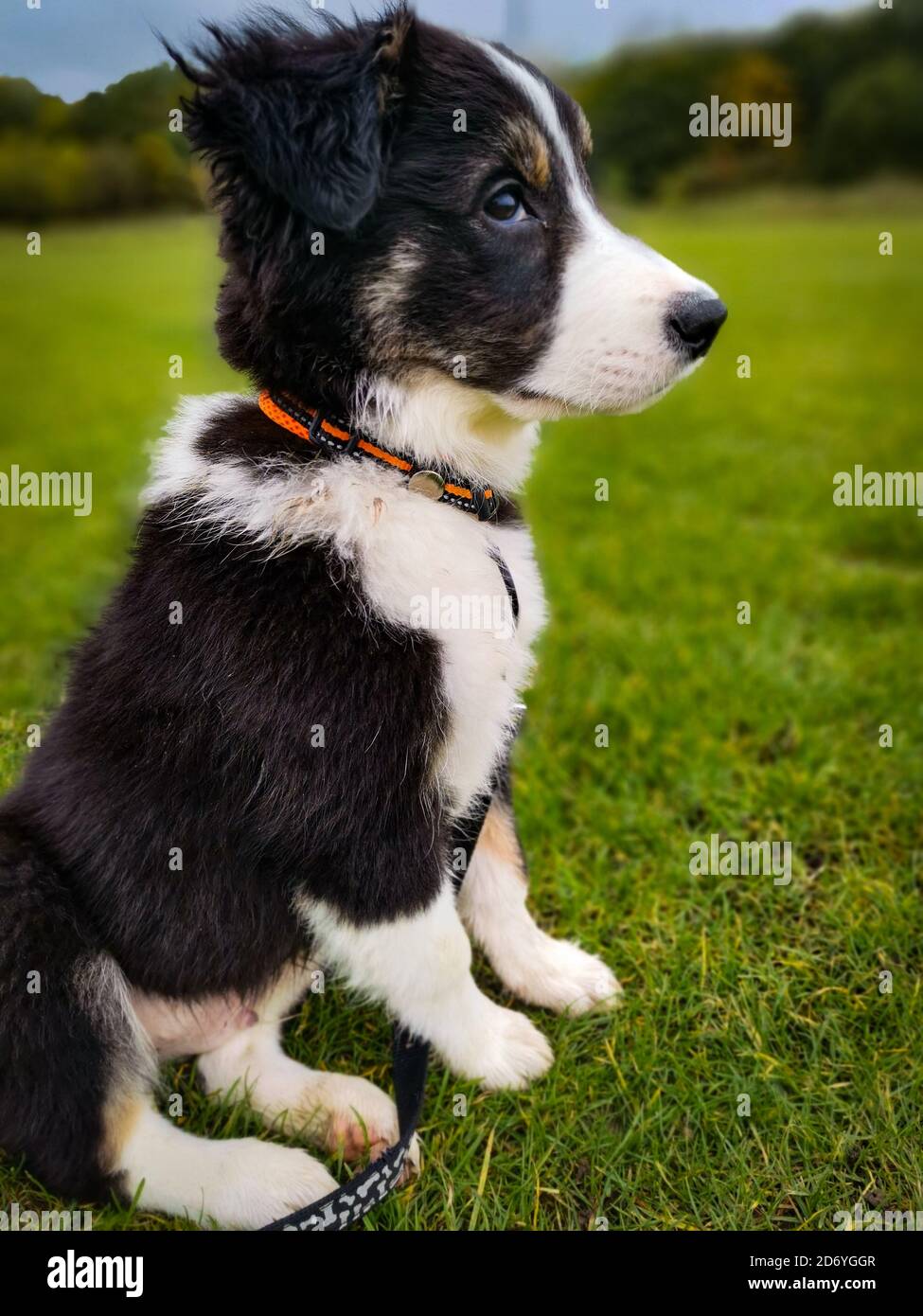 Chiot Border Collie Banque D'Images