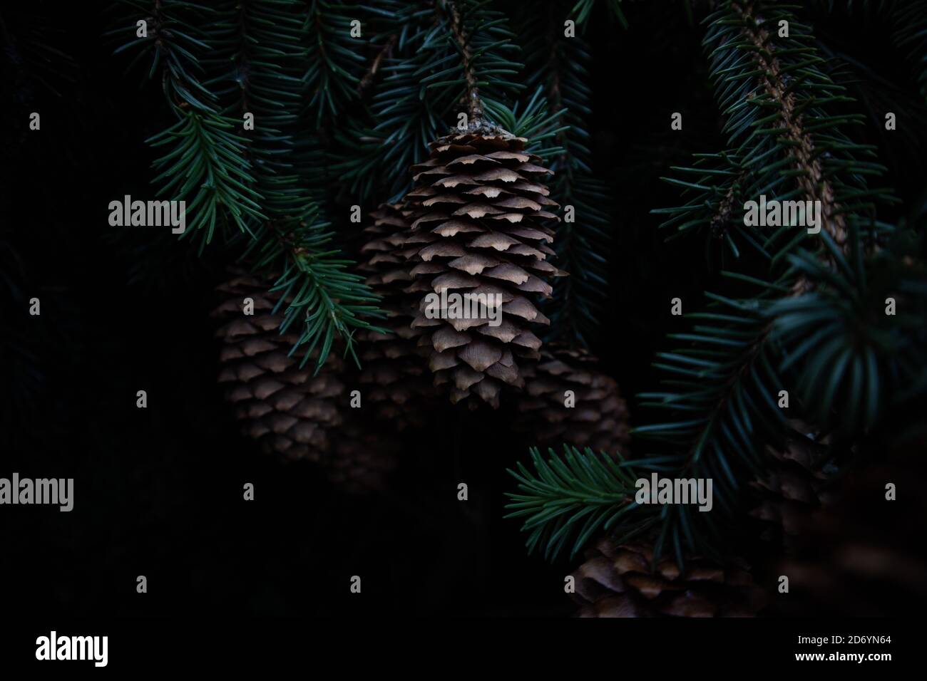 Gros plan de cônes de pin sur une branche en forêt. Cônes de pin dans l'obscurité. Arrière-plan sombre. Branches de sapin sur fond noir. Banque D'Images