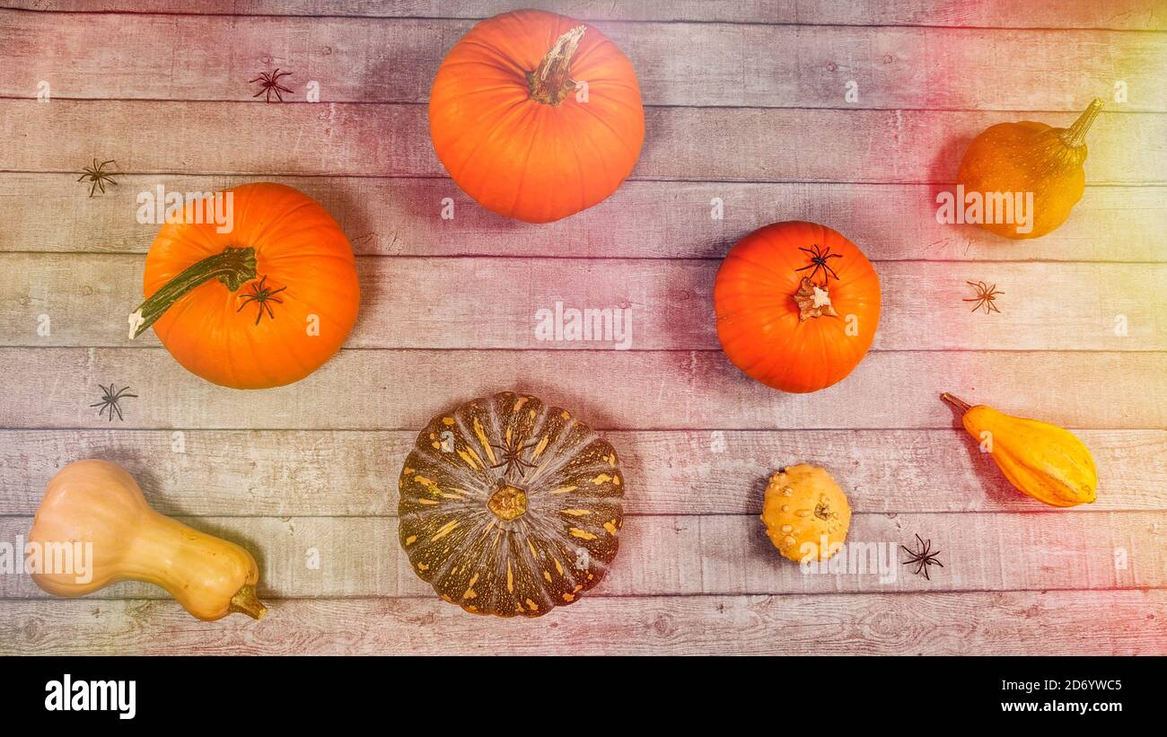 Citrouille automne halloween décor sur un bureau en bois. Vue de dessus, plan d'examen avec différents types de citrouilles, araignées scène de Thanksgiving lumineuse. Banque D'Images