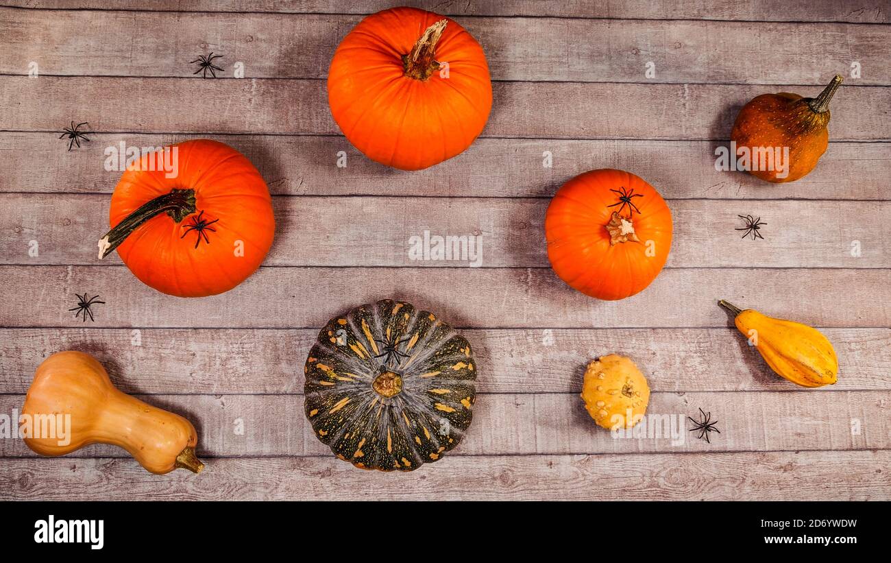 Citrouille automne halloween décor sur un bureau en bois. Vue de dessus, plan d'examen avec différents types de citrouilles, araignées scène de Thanksgiving lumineuse. Banque D'Images