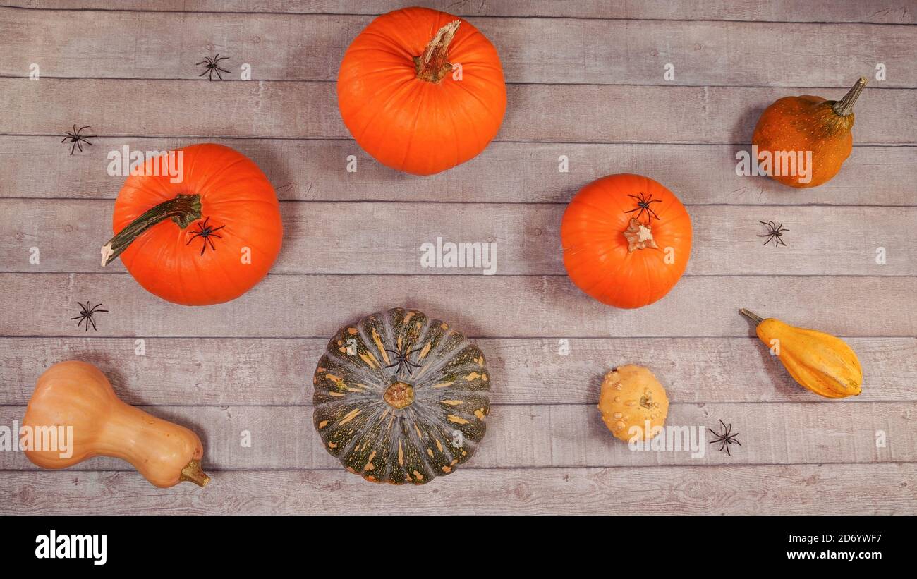 Citrouille automne halloween décor sur un bureau en bois. Vue de dessus, plan d'examen avec différents types de citrouilles, araignées scène de Thanksgiving lumineuse. Banque D'Images