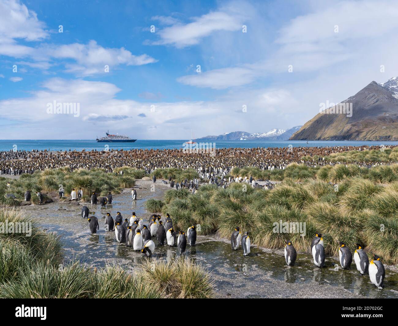 Penguin roi (Aptenodytes patagonicus) sur l'île de Géorgie du Sud, la rookerie de Gold Harbour. En arrière-plan le navire de croisière MS Sea Spirit. A Banque D'Images