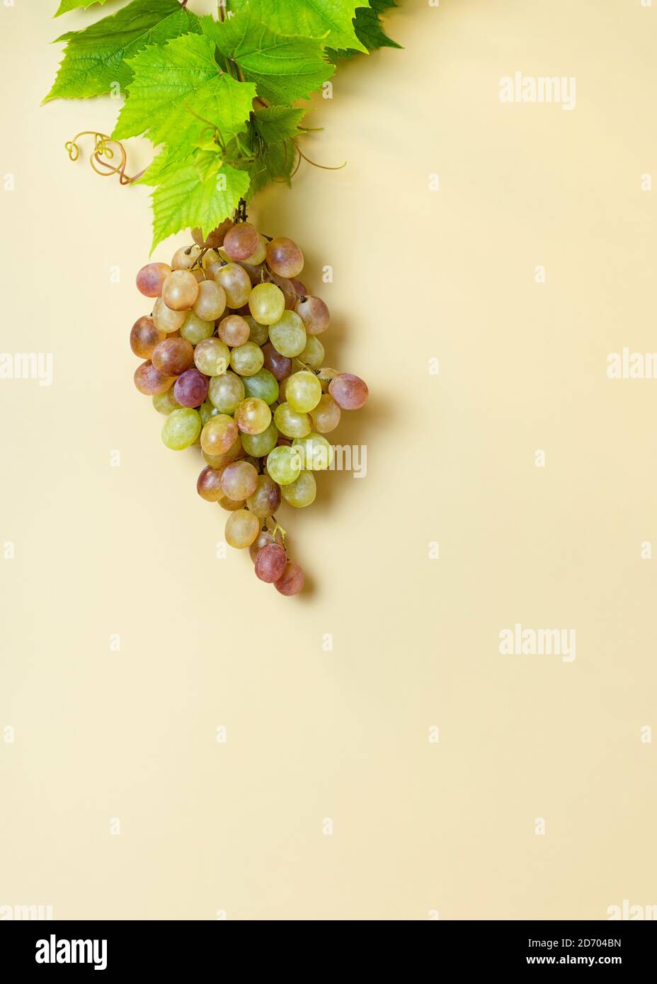 La branche des raisins jaunes avec des feuilles de raisin isolées sur fond jaune. Gros plan. Recadrage vertical. Copier l'espace. Banque D'Images