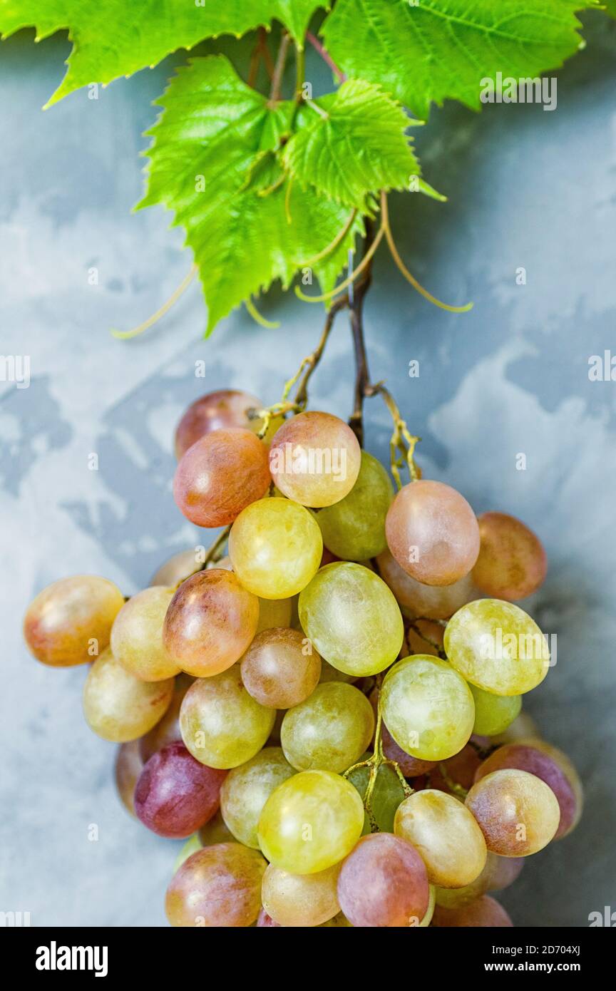 La branche de raisins jaunes avec des feuilles de raisin sur fond de béton gris. Gros plan. Mise au point sélective. Recadrage vertical. Banque D'Images