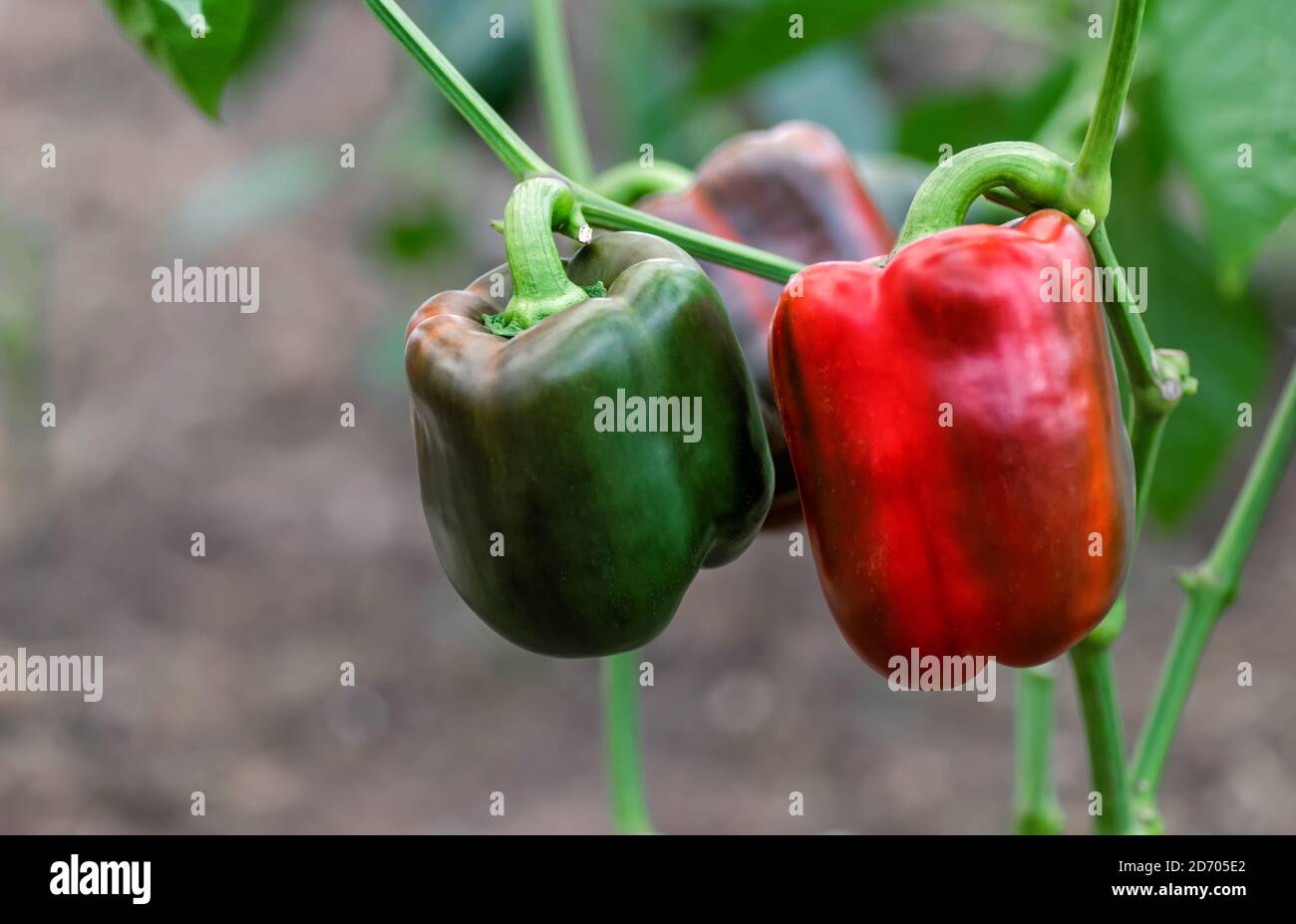 Culture de poivrons doux en serre. Poivrons verts et rouges. Agriculture, agriculture biologique. Gros plan. Copier l'espace. Banque D'Images