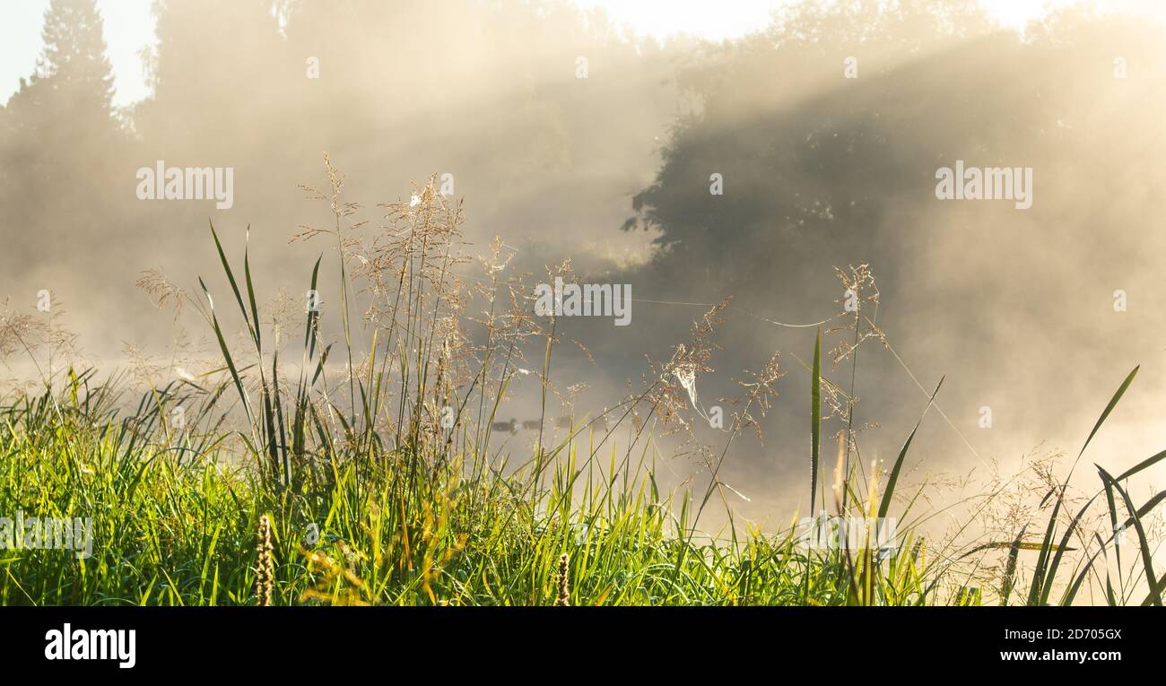 Paysage de campagne. Matin brumeux. Littoral vert avec herbe. Le soleil diffuse des rayons de lumière à travers la brume. Des rayons de soleil éclatants dans la brume. Banque D'Images