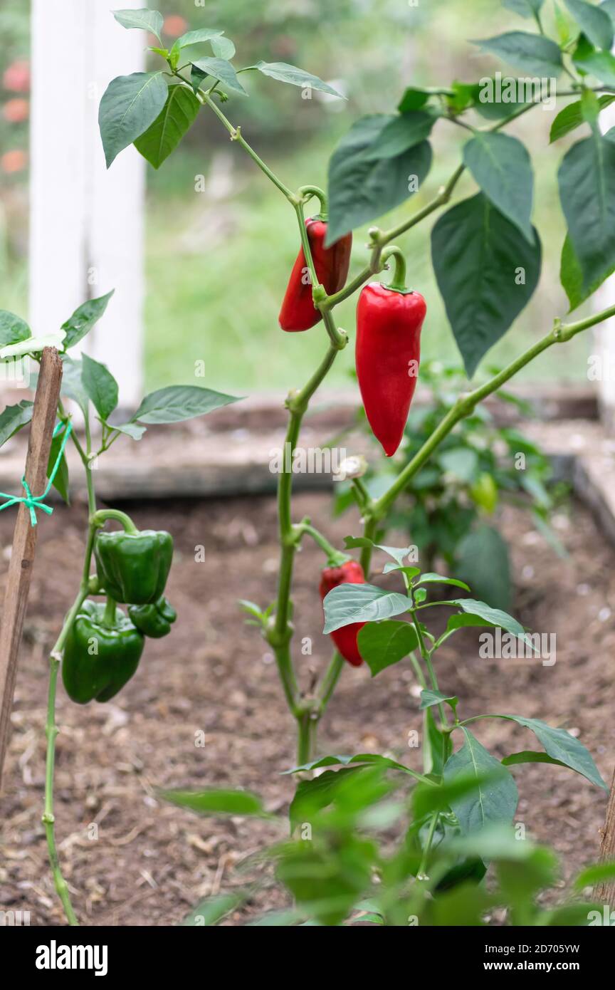 Culture de poivrons doux dans une serre à la maison. Maison jardin légumes biologiques. Recadrage vertical. Banque D'Images