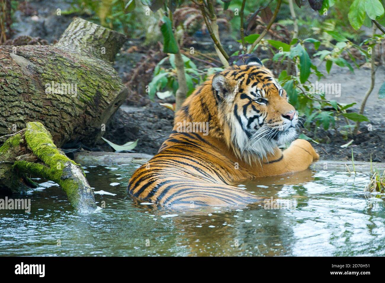 Jae Jae photographié au nouveau territoire du tigre, construit pour abriter les tigres de Sumatran Jae Jae et Melati au zoo de Londres. Banque D'Images