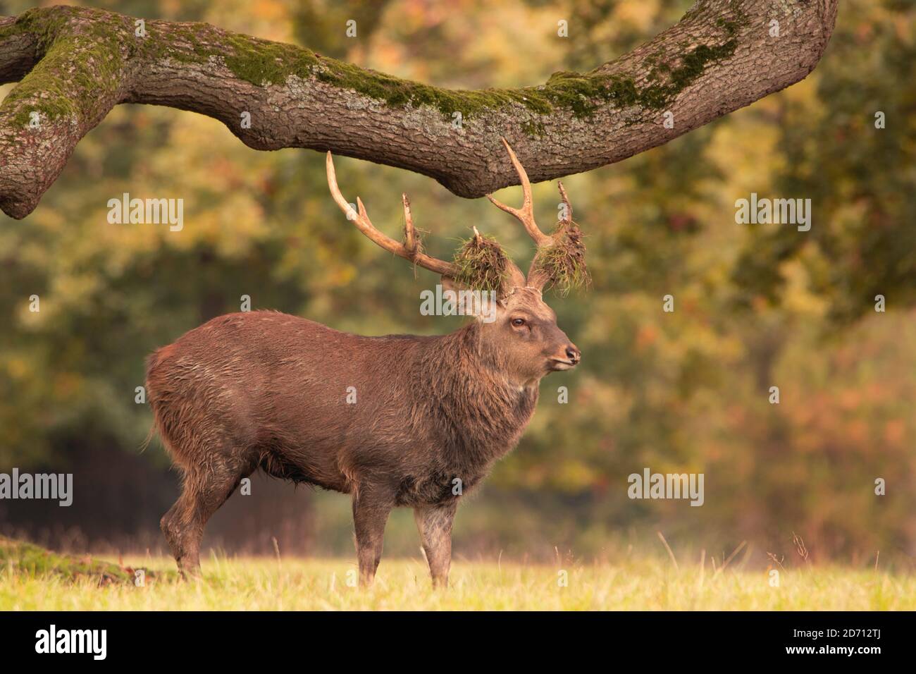 Manchurien Sika Deer, Sika Deer, Stag, Male, Buck, nature, monde naturel, Woburn, Bedfordshire, Royaume-Uni Banque D'Images
