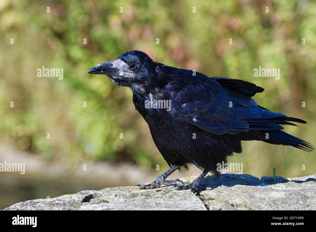 Jeune Corbeau Freux Corvus Frugilegus On Lawn Photo Stock Alamy