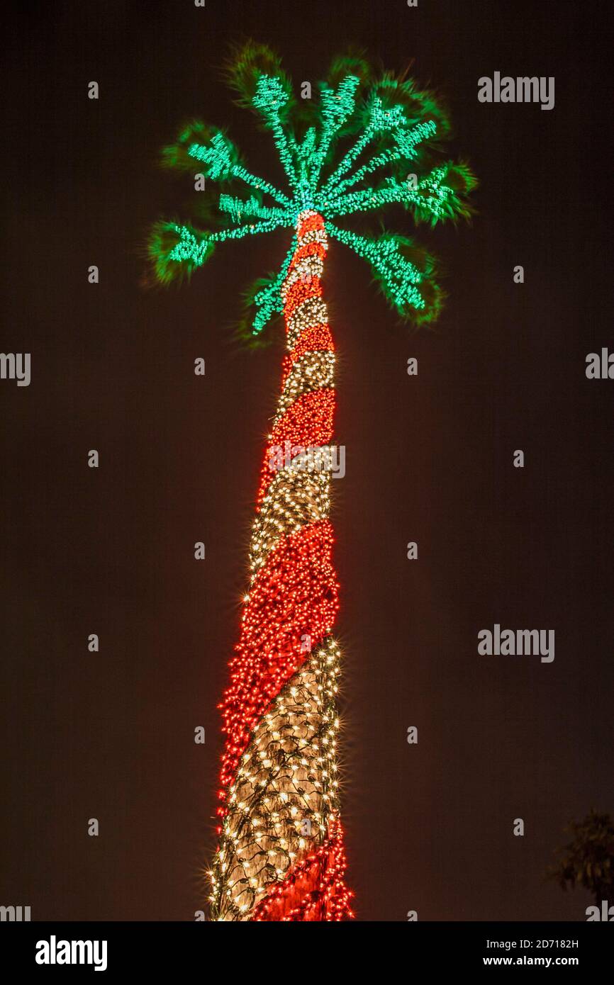 Miami Floride, Noël décoration décorations hiver vacances, lumières éclairage palmier, Banque D'Images