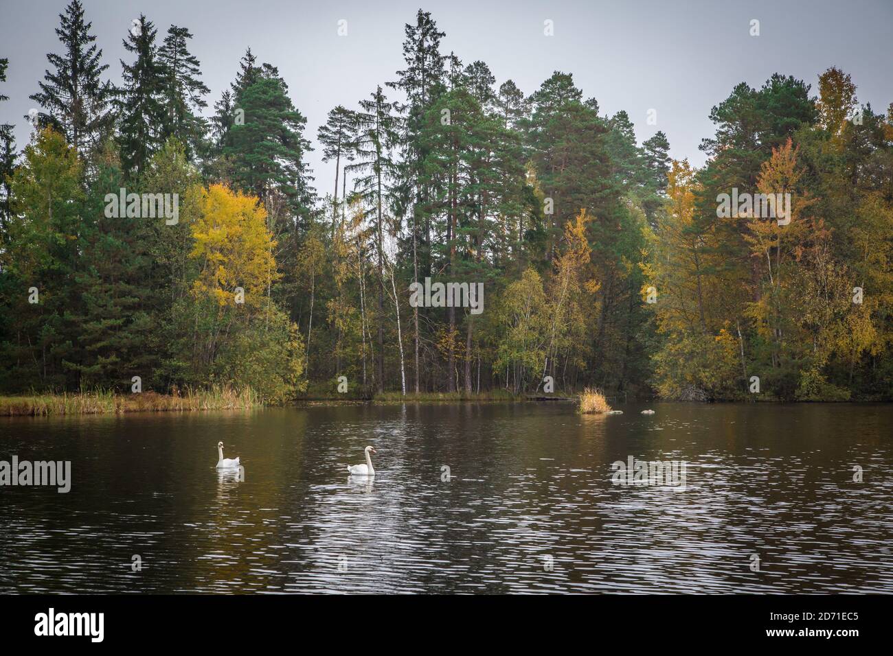 Cygnes dans le lac Ullrichsteich en automne. Waldviertel, Autriche, Europe Banque D'Images