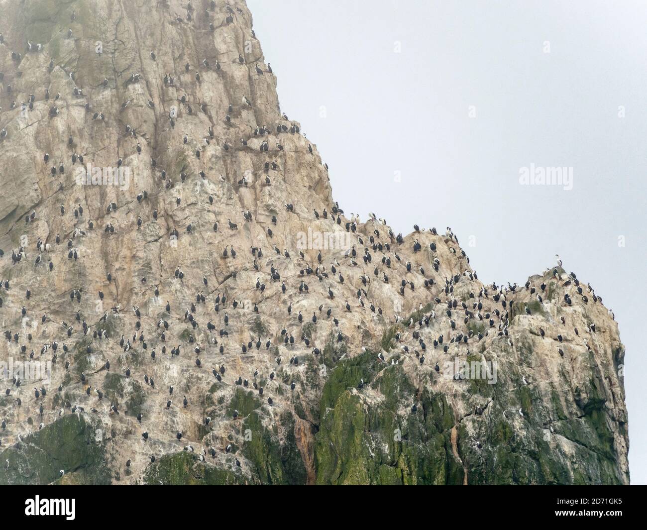 Le Shag Rocks, près de la Géorgie du Sud, un groupe unihabité d'îles rocheuses dans l'océan sud. Rookery of Imperal Shags (Phalacrocorax albiventer Banque D'Images