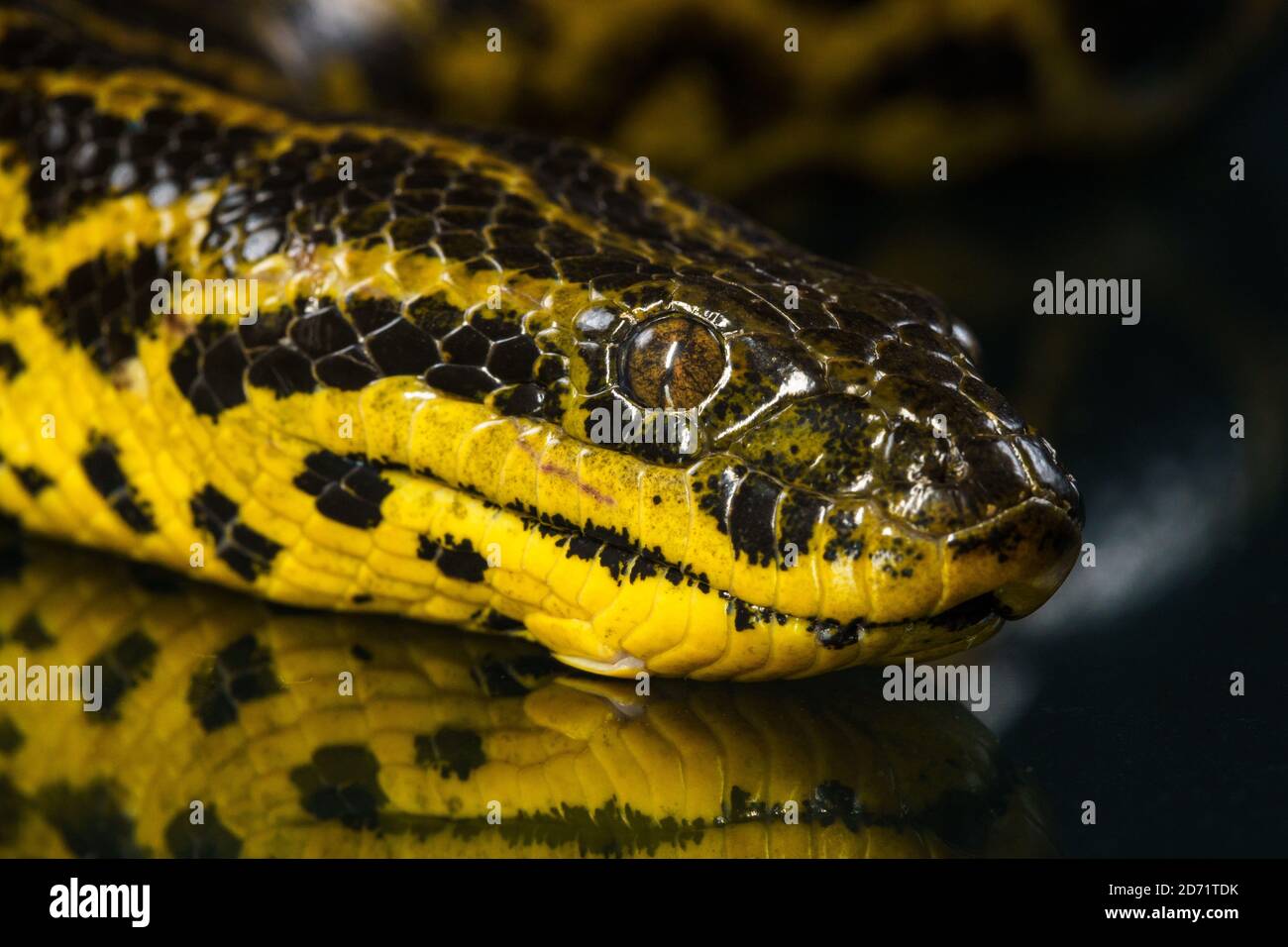 Gros plan de la tête d'anaconda jaune Banque D'Images