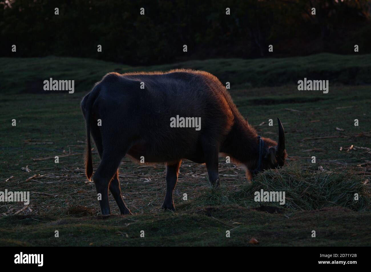 buffalo mange de l'herbe Banque D'Images