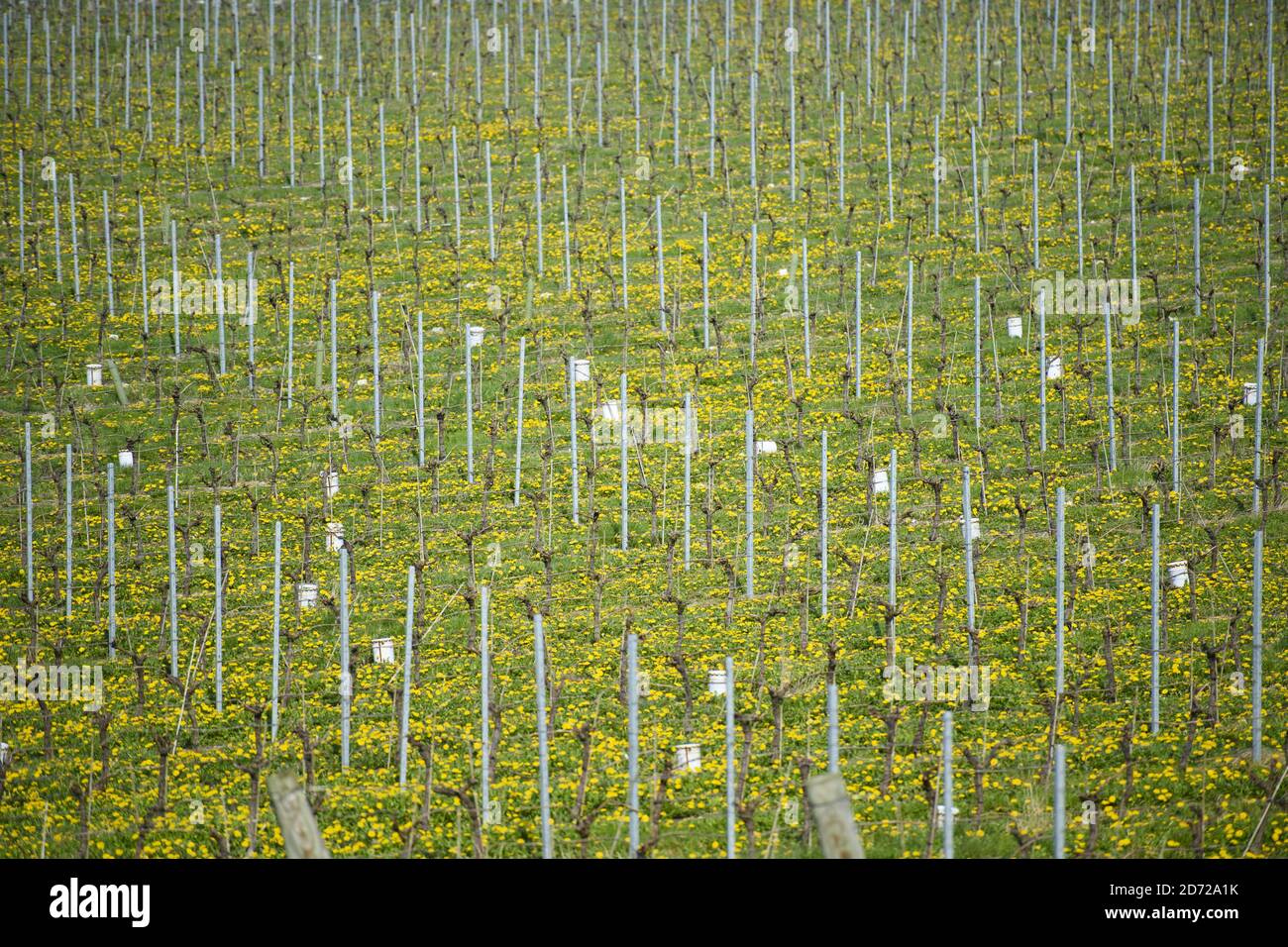 Le vignoble sur le domaine de Waitrose Leckford dans le Hampshire. Il a été annoncé vendredi que Waitrose deviendra le premier producteur à exporter du vin britannique en Chine. Date de la photo: Jeudi 6 avril 2017. Le crédit photo devrait se lire: Matt Crossick/Empics Entertainment. Le domaine de Leckford est une ferme de 4000 hectares, détenue et gérée par Waitrose, et produit pour ses magasins au Royaume-Uni et pour l'exportation vers 56 pays. Banque D'Images