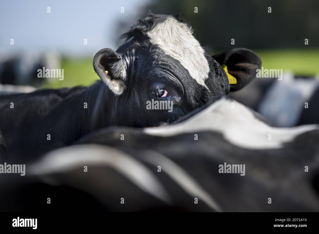 Holstein vaches laitières de la Frise photographiée sur le domaine de Waitrose Leckford dans le Hampshire. Le troupeau de 550 vaches laitières produit 5.2 millions de litres de lait par an, qui est en vente sous forme de lait˜«Essential Waitroseâ€™». Date de la photo: Jeudi 6 avril 2017. Le crédit photo devrait se lire: Matt Crossick/Empics Entertainment. Le domaine de Leckford est une ferme de 4000 hectares, détenue et gérée par Waitrose, et produit pour ses magasins au Royaume-Uni et pour l'exportation vers 56 pays. Banque D'Images