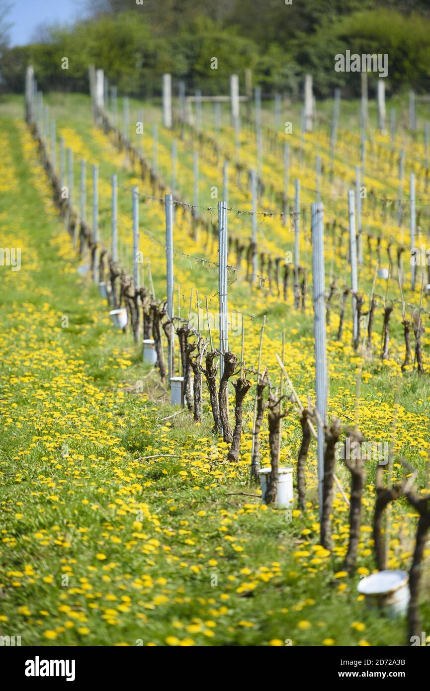 Le vignoble sur le domaine de Waitrose Leckford dans le Hampshire. Il a été annoncé vendredi que Waitrose deviendra le premier producteur à exporter du vin britannique en Chine. Date de la photo: Jeudi 6 avril 2017. Le crédit photo devrait se lire: Matt Crossick/Empics Entertainment. Le domaine de Leckford est une ferme de 4000 hectares, détenue et gérée par Waitrose, et produit pour ses magasins au Royaume-Uni et pour l'exportation vers 56 pays. Banque D'Images