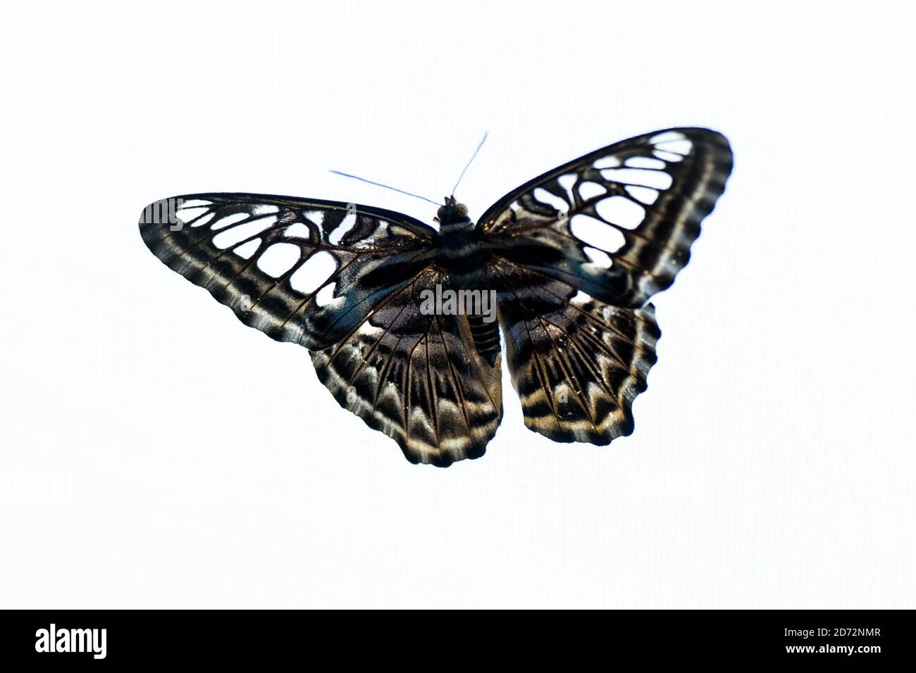 Butterlfies à l'exposition sensationnelle Butterflies, au musée d'Histoire naturelle de Londres. L'exposition se tiendra du 29 mars au 16 septembre. Date de la photo: Mardi 28 mars 2018. Le crédit photo devrait se lire: Matt Crossick/ EMPICS Entertainment. Banque D'Images