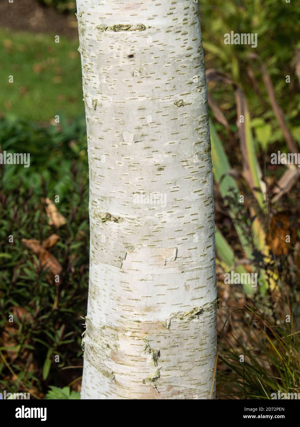 L'écorce blanche avec des marques sombres de Betula ermanii - Bouleau d'Ermans Banque D'Images