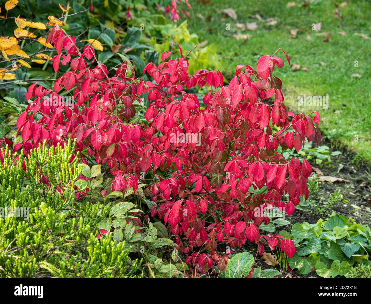 Une seule plante de l'euonymus caduque nain, Euonymus alatus 'Compactus, montrant le feuillage d'automne rouge flamboyant Banque D'Images