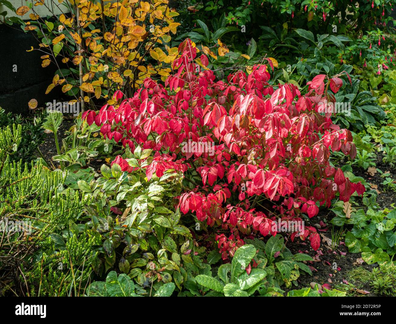 Une seule plante de l'euonymus caduque nain, Euonymus alatus 'Compactus, montrant le feuillage d'automne rouge flamboyant Banque D'Images