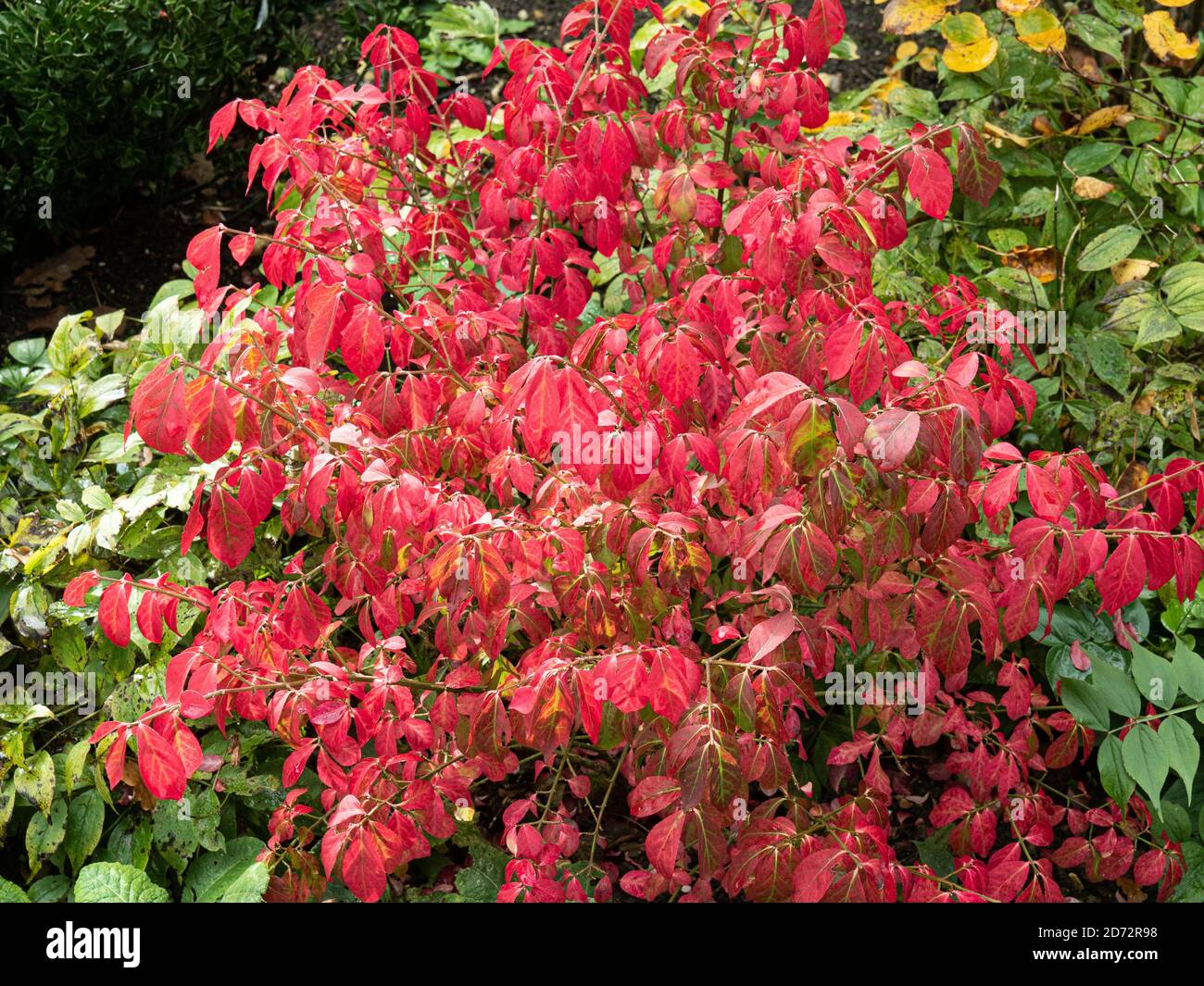 Une seule plante de l'euonymus caduque nain, Euonymus alatus 'Compactus, montrant le feuillage d'automne rouge flamboyant Banque D'Images